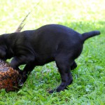 HAMISH