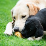 apple sharing