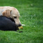 apple sharing