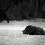 Hamish