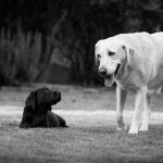 Oma Ruby und das Hchen