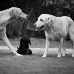 Pipe, H#chen und Oma Ruby