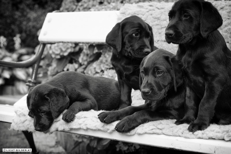 Hallie, Hamish, Herbie und Harvey