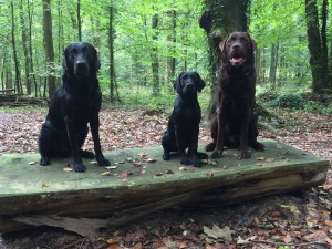 Herbie und seine neue Familie