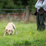 Glen sucht
