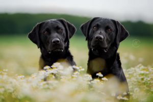 Beechdale's Franky und Beechdale's Herbie