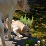 Vorsicht, das Wasser ist tief!