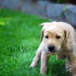Herr Grün wollte es genauer wissen, wie das mit dem Wasser geht